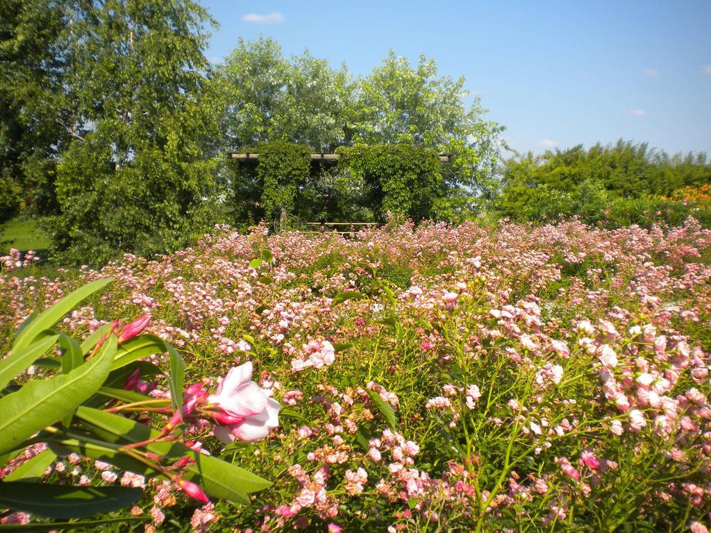 Agriturismo Il Magicorto Villa Cassola Kültér fotó