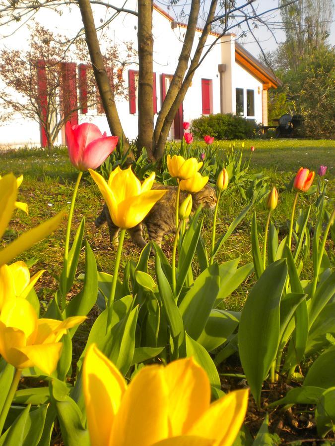 Agriturismo Il Magicorto Villa Cassola Kültér fotó