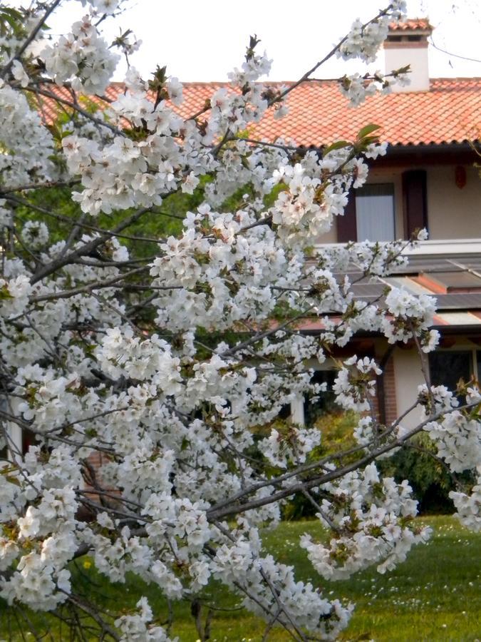 Agriturismo Il Magicorto Cassola Kültér fotó